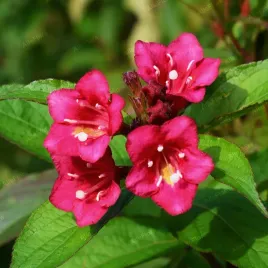 krzewuszka-eva-rathke-weigela-mrozoodporny-krzew-doniczka-2-0l