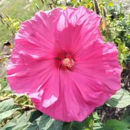 hibiskus-bagienny-bylinowy-jazzberry-jam-sadzonka-rozowy-ketmia