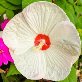hibiskus-bagienny-bylinowy-french-vanilla-sadzonka-zolty-ketmia