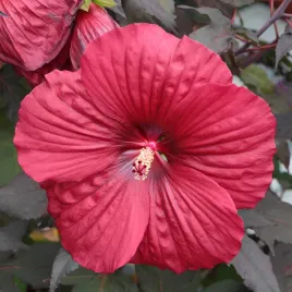 hibiskus-bagienny-bylinowy-holy-grail-sadzonka-czerwony-ketmia