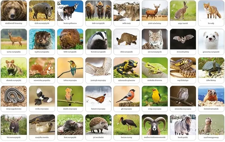 fauna-polski-memory-adamigo-stan-nowy