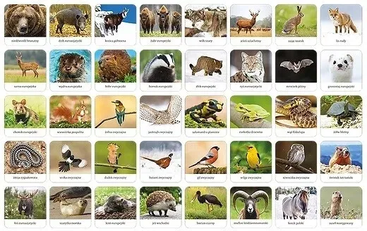 fauna-polski-memory-adamigo-waga-z-opakowaniem-0-518-kg