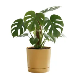 doniczka-z-podstawka-okragla-o239-cm-matowa-kolor-zolty