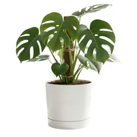 doniczka-z-podstawka-okragla-o239-cm-matowa-kolor-bialy