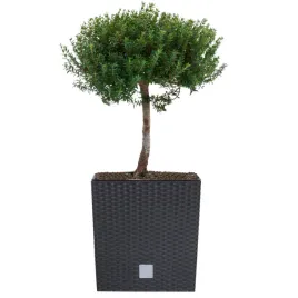 donica-kwadratowa-wklad-rattan-32x32x32cm-antracyt