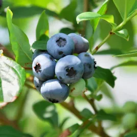 borowka-amerykanska-bluecorp