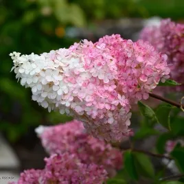 hortensja-bukietowa-vanille-fraise-sadzonki-mrozoodporna-truskawkowa