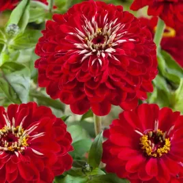 cynia-wytworna-scarlet-flame-czerwona-juz-wysiane-nasiona