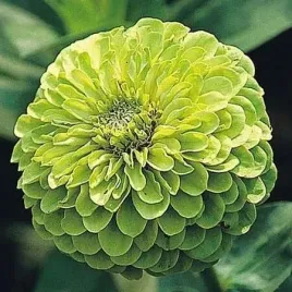 cynia-wytworna-envy-zielona-juz-wysiane-nasiona