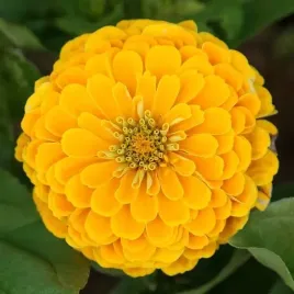 cynia-wytworna-zolta-canary-bird-juz-wysiane-nasiona