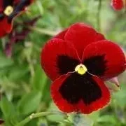 bratek-wielkokwiatowy-red-with-blotch-juz-wysiane-nasiona