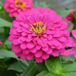 cynia-wytworna-rose-rozowa-juz-wysiane-nasiona