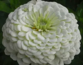 cynia-wytworna-polar-white-biala-juz-wysiane-nasiona
