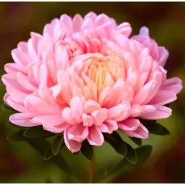 aster-peoniowy-lososiowy-juz-wysiane-nasiona