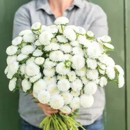 aster-chinski-peoniowy-bialy-juz-wysiane-nasiona