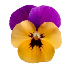 bratek-violet-orange-wielkokwiatowy-juz-wysiane-nasiona
