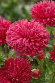 aster-chinski-peoniowy-rozowy-juz-wysiane-nasiona