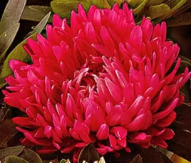 aster-chinski-peoniowy-czerwony-juz-wysiane-nasiona