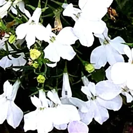 lobelia-zwisajaca-regatta-white-biala-juz-wysiane-nasiona