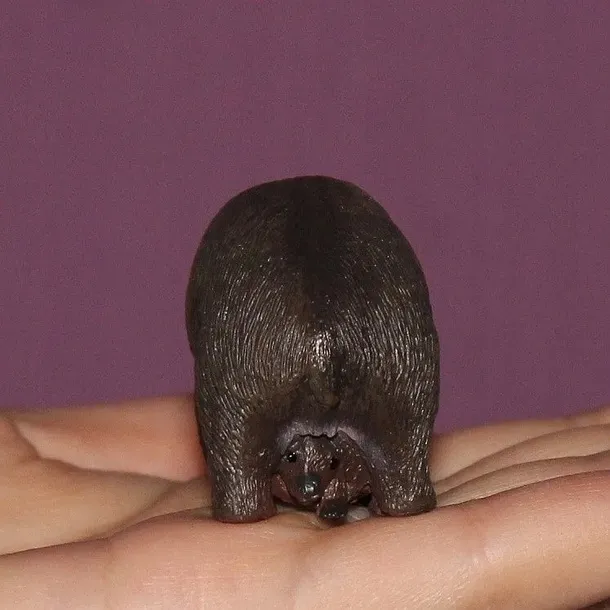 wombat-plec-chlopcy-dziewczynki