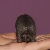 wombat-plec-chlopcy-dziewczynki