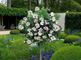 ketmia-syryjska-hibiskus-bialy-na-pniu-120-130cm-c5