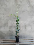 bluszcz-pospolity-hedera-helix-c2-waga-z-opakowaniem-2-6-kg