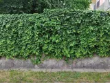 bluszcz-pospolity-hedera-helix-c2-styl-ogrod-skalny-ogrod-japonski-ogrod-wiejski-ogrod-nowoczesny-ogrod-srodziemnomorski