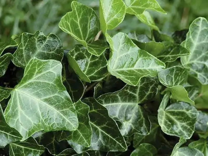 bluszcz-pospolity-hedera-helix-c2