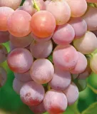 winorosl-v-68021-2l
