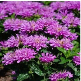 pysznoglowka-monarda-hybrida-baby-spice