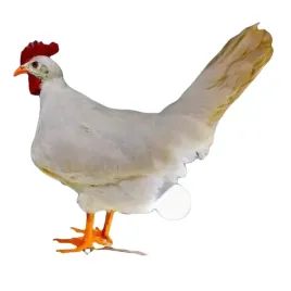 zwariowana-lampka-kura-kurczak-znoszaca-jajko-usb