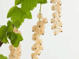 porzeczka-biala-blanca-p9-pozna-odmiana-krzew-w-doniczce