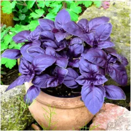 bazylia-czerwona-nasiona-aromatyczna-do-sosu-twarogu-mies-ziola-ocimum