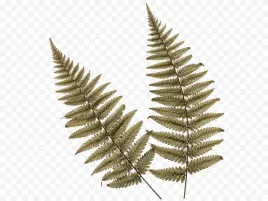2x-paproc-pergaminowa-suszona-idealna-do-obrazu-lub-dekoracji-boho-65-cm