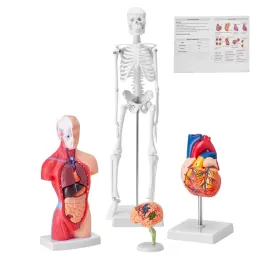 zestaw-modeli-anatomicznych-4-szt-mozg-serce-tulow-szkielet-edukacyjny