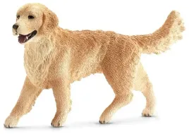 golden-retriever-suczka