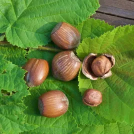 leszczyna-orzech-laskowy-webba-cenny-corylus-avellana-plenna-poj-10l