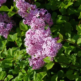lilak-meyera-palibin-syringa-meyeri-doniczka-2-0l