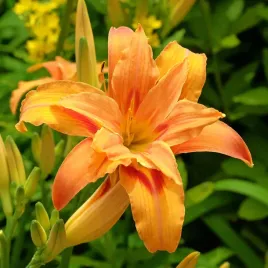liliowiec-rdzawy-kwanso-pomaranczowy-doniczka-2-5l-hemerocallis-fulva