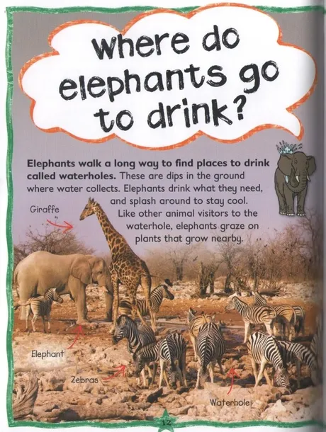 first-questions-and-answers-elephants-tytul-first-questions-and-answers-elephants