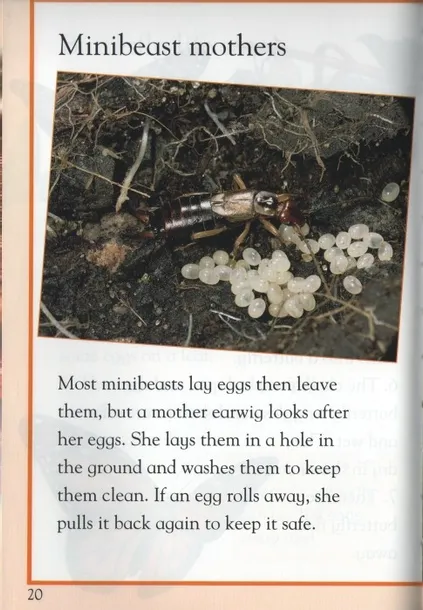 kingfisher-reader-level-3-minibeasts-tytul-kingfisher-reader-level-3-minibeasts