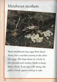 kingfisher-reader-level-3-minibeasts-tytul-kingfisher-reader-level-3-minibeasts