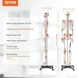 model-anatomiczny-szkielet-stan-nowy