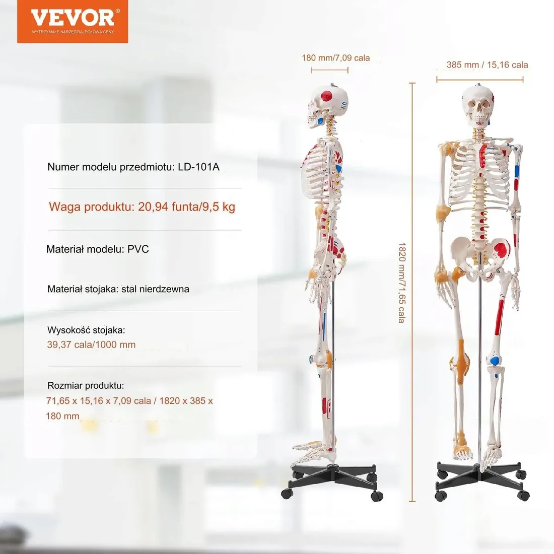 model-anatomiczny-szkielet-stan-nowy
