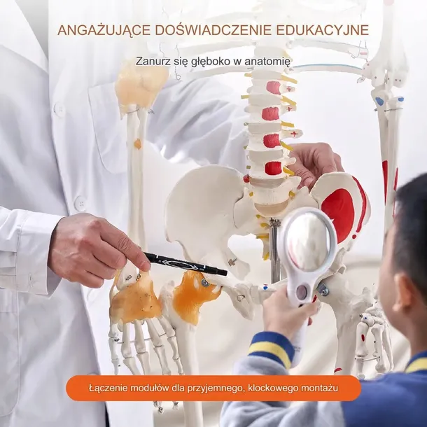 model-anatomiczny-szkielet-kod-producenta-5907021414906
