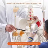 model-anatomiczny-szkielet-kod-producenta-5907021414906