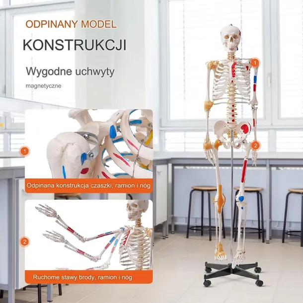 model-anatomiczny-szkielet-model-5907021414906