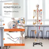 model-anatomiczny-szkielet-model-5907021414906