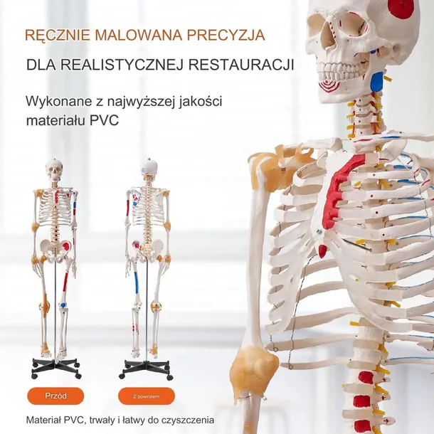 model-anatomiczny-szkielet-wyrob-medyczny-nie